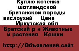 Куплю котенка шотландской, британской породы (вислоухий) › Цена ­ 2 500 - Иркутская обл., Братский р-н Животные и растения » Кошки   